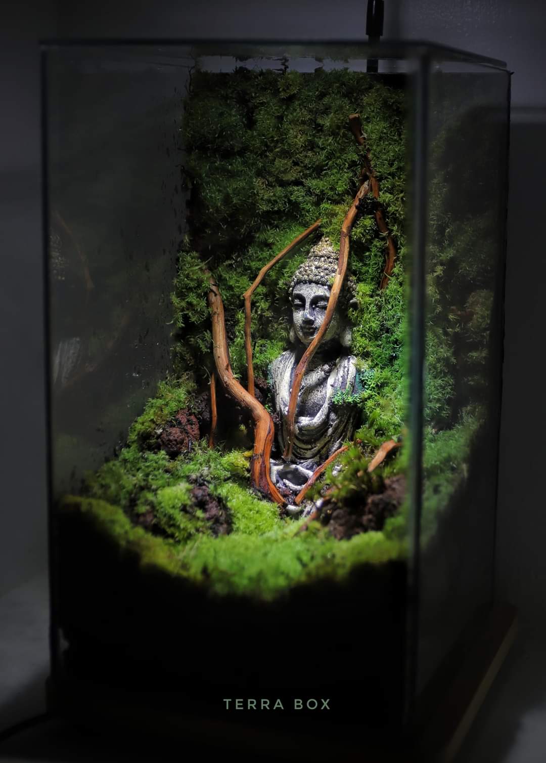 Shop Online With Terra Box Terrarium Box Now Visit Terra Box