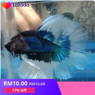 RANDOM HALFMOON BETTA FISH BICOLOR IKAN LAGA MURAH