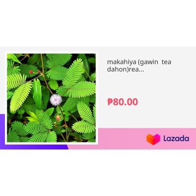 Makahiya Gawin Tea Dahon Read Description Amot S Manga Masaskit Ng