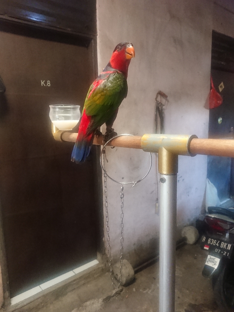 Burung Nuri Kepala Hitam