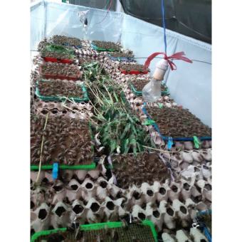 Trứng dế mèn thái vàng 48h