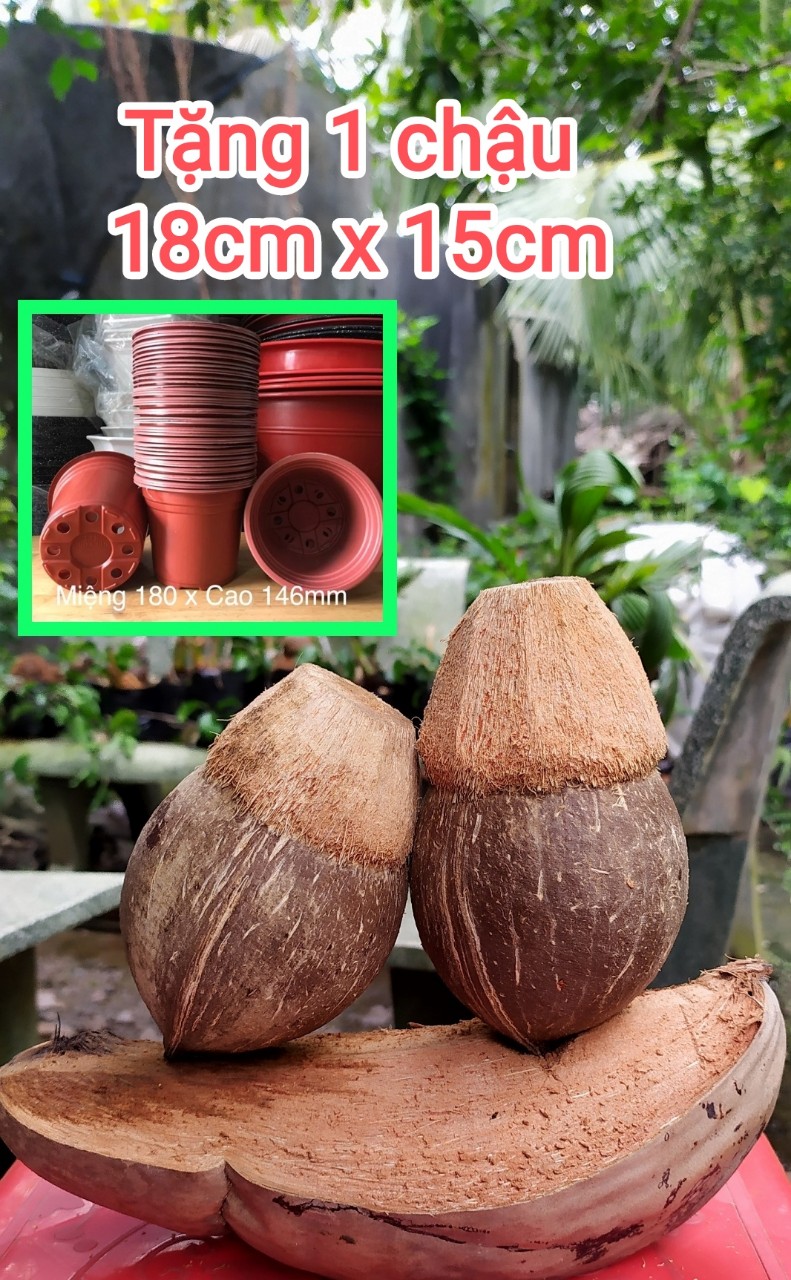 BONSAI DỪA XIÊM XANH MINI  có tặng chậu như hình