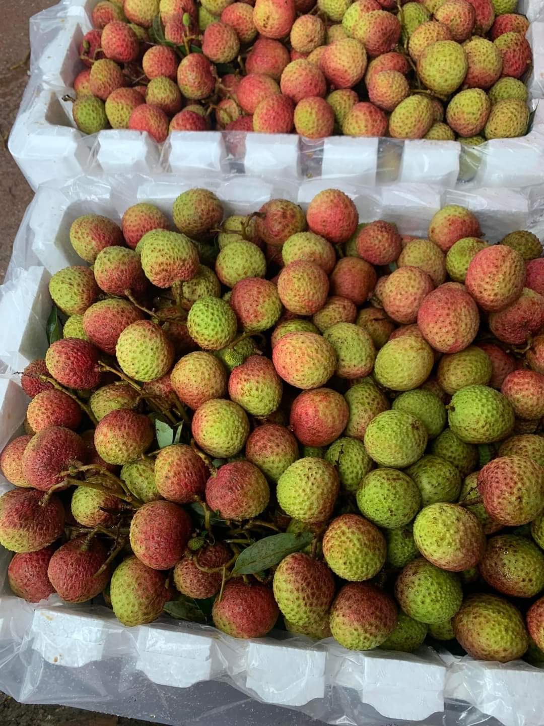 vải thiều bắc giang