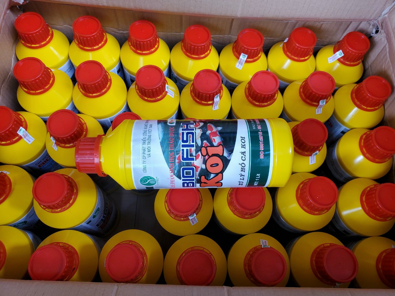 Biofish koi làm sạch nước hồ cá