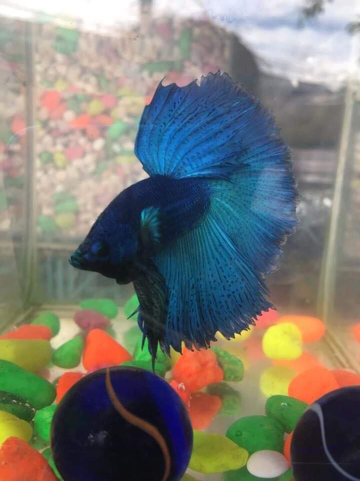Betta halfmoon