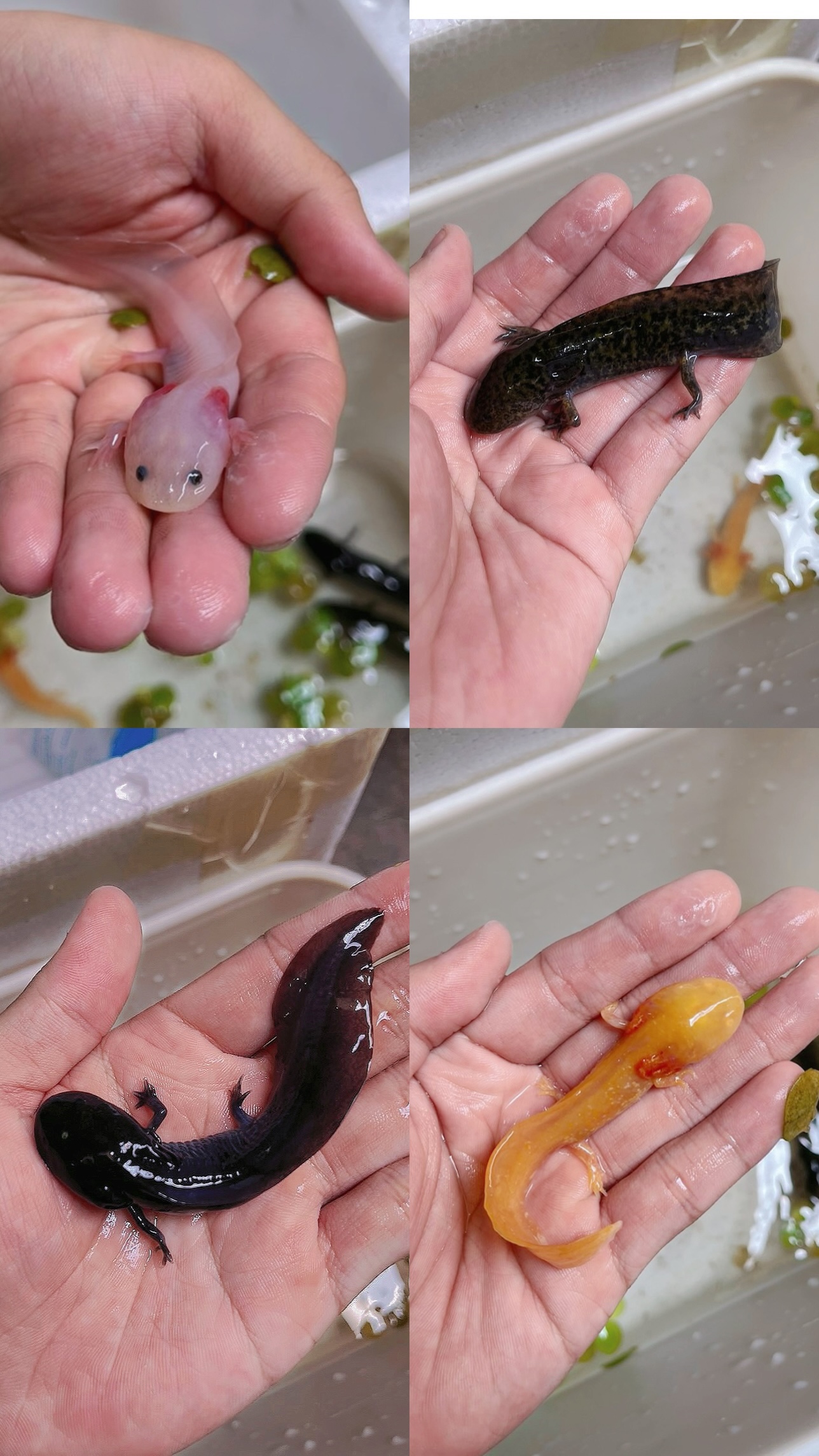 Axolotl - Kỳ nhông Mexico - Khủng long 6 sừng