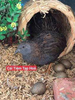 Trứng Rutin Chuẩn F1 Bao cồ 10Trứng (tặng 2 trứng)