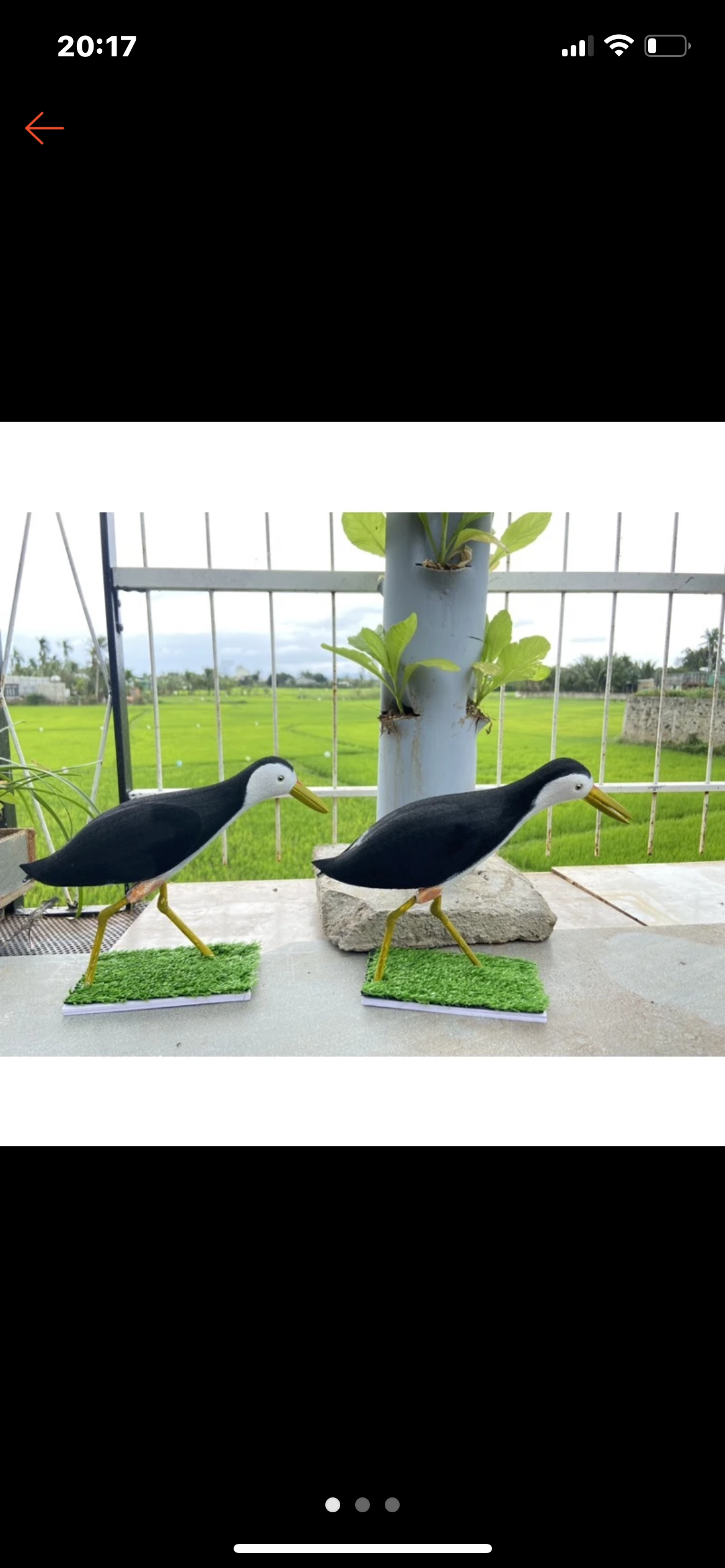Chim quốc mồi giả cao su non
