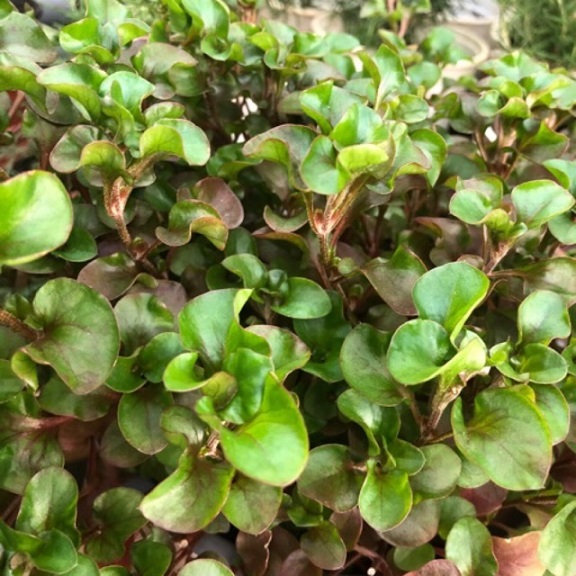 Cây xà lách xoang nhật