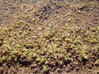 Trứng dế mèn thái vàng 36h