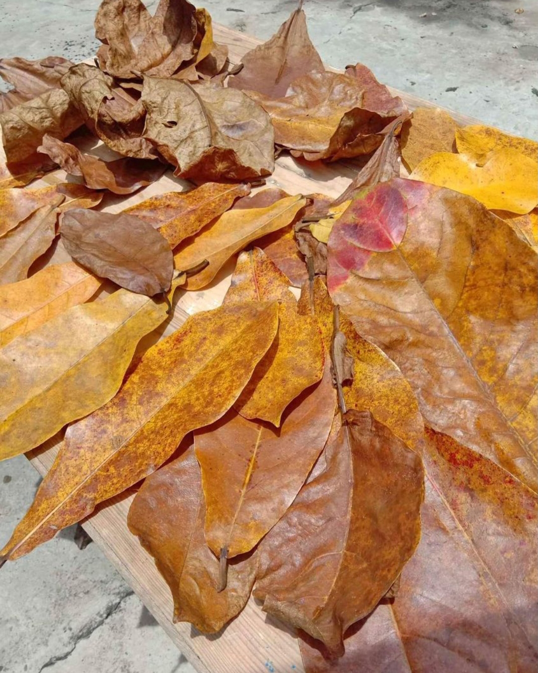 Talisay dried leaves