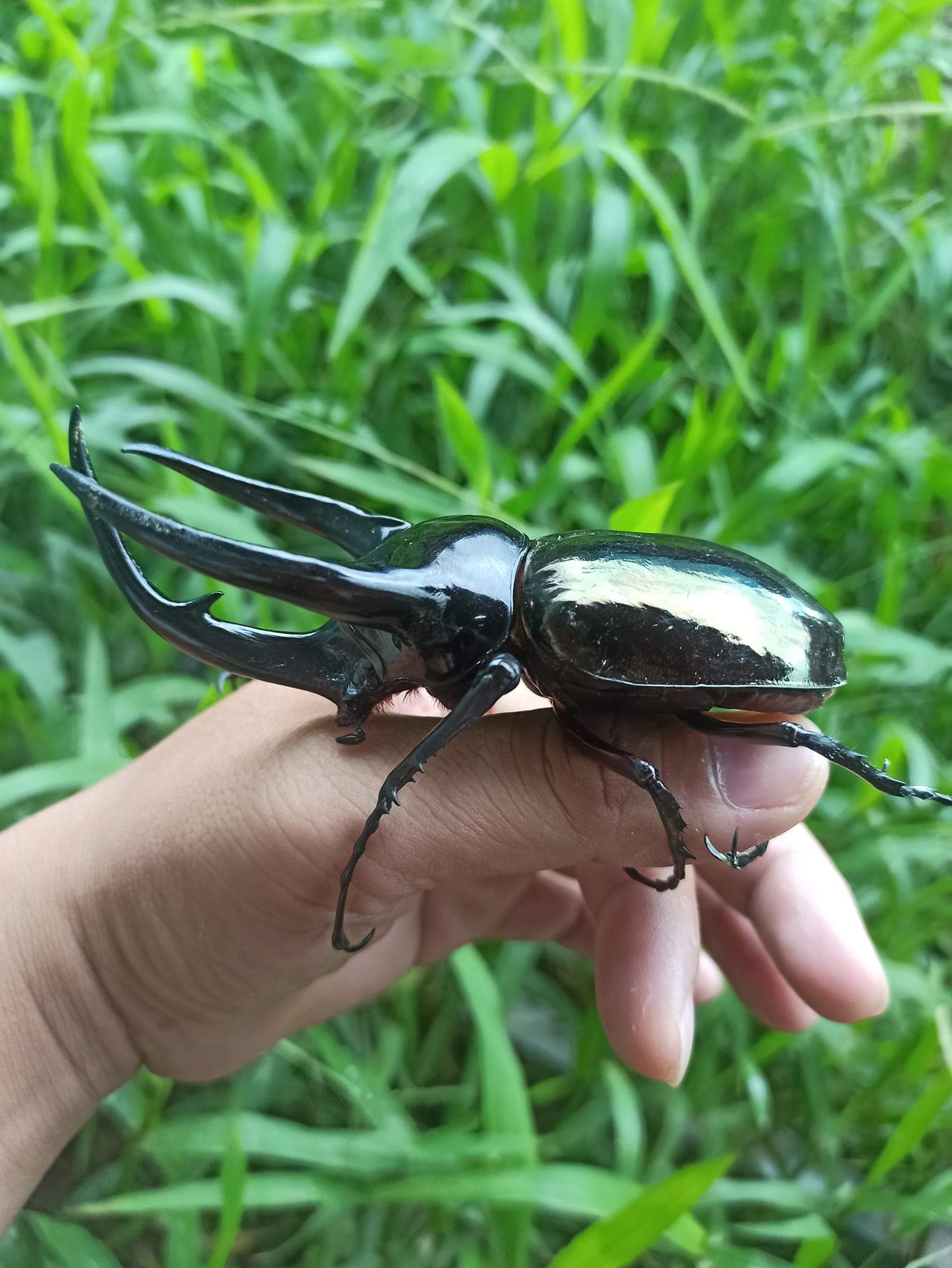 Bọ cánh cứng chalcosoma chiron