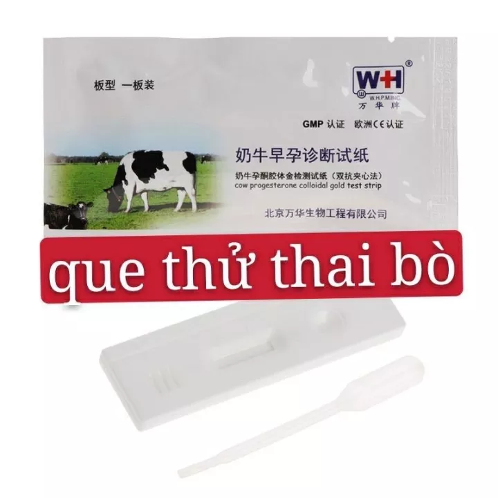Que thử thai trâu bò