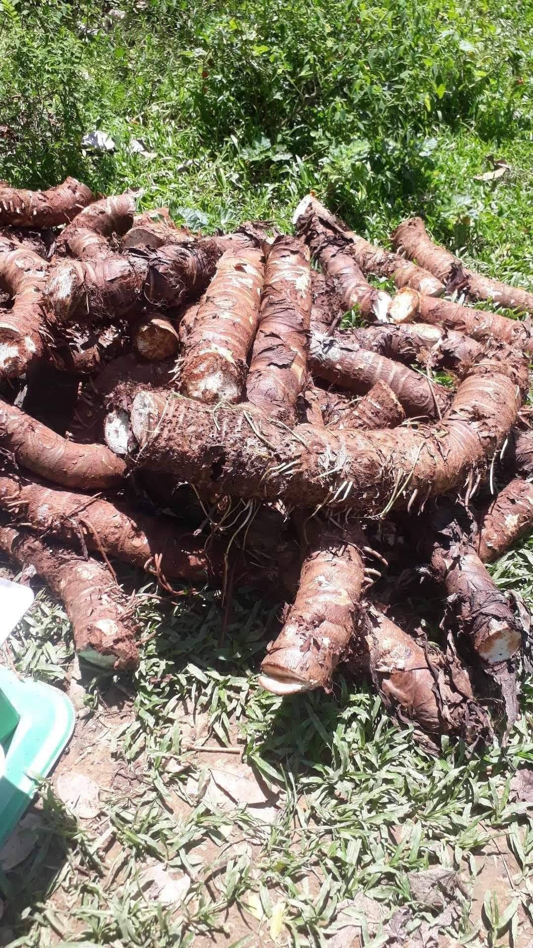 Củ bạc hà núi tự nhiên lâu năm chuẩn hàng núi nói không với củ trồng