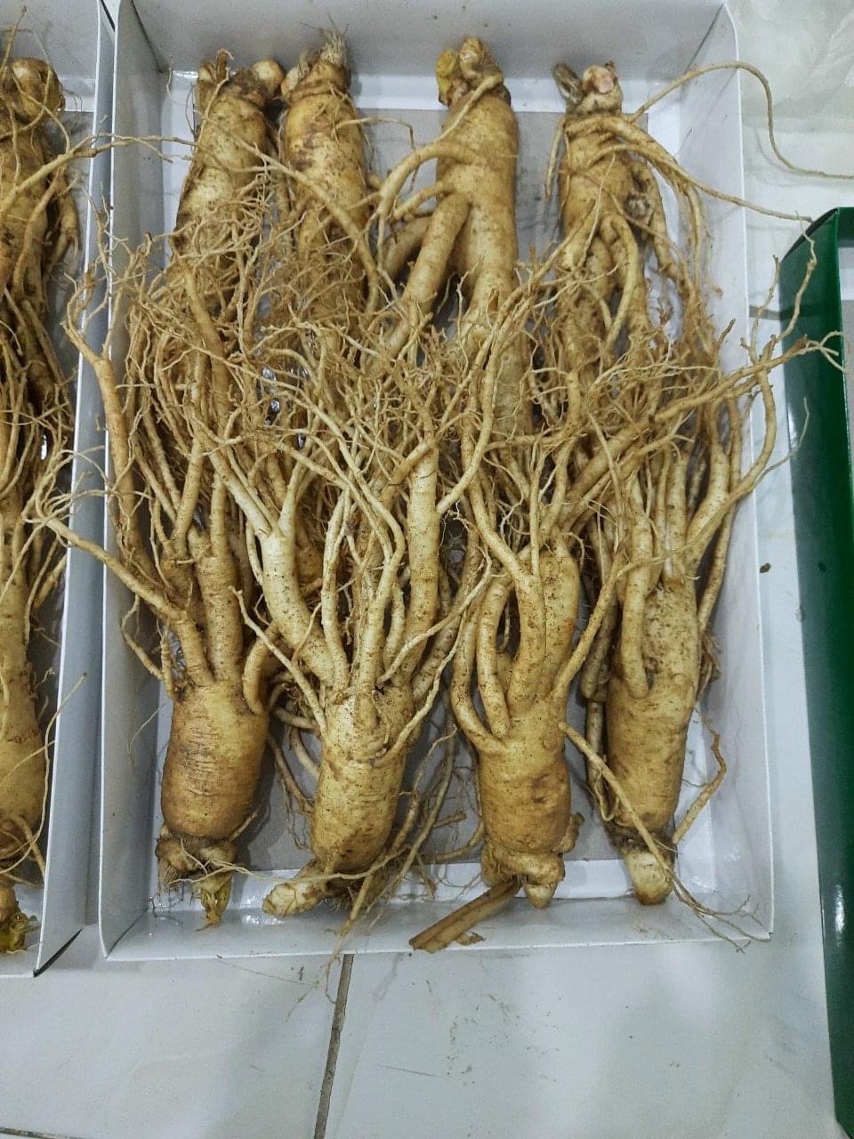 Sâm tươi Hàn Quốc 6 năm tuổi dùng để ngâm mật ong đóng hộp 8 củ dài 1kg