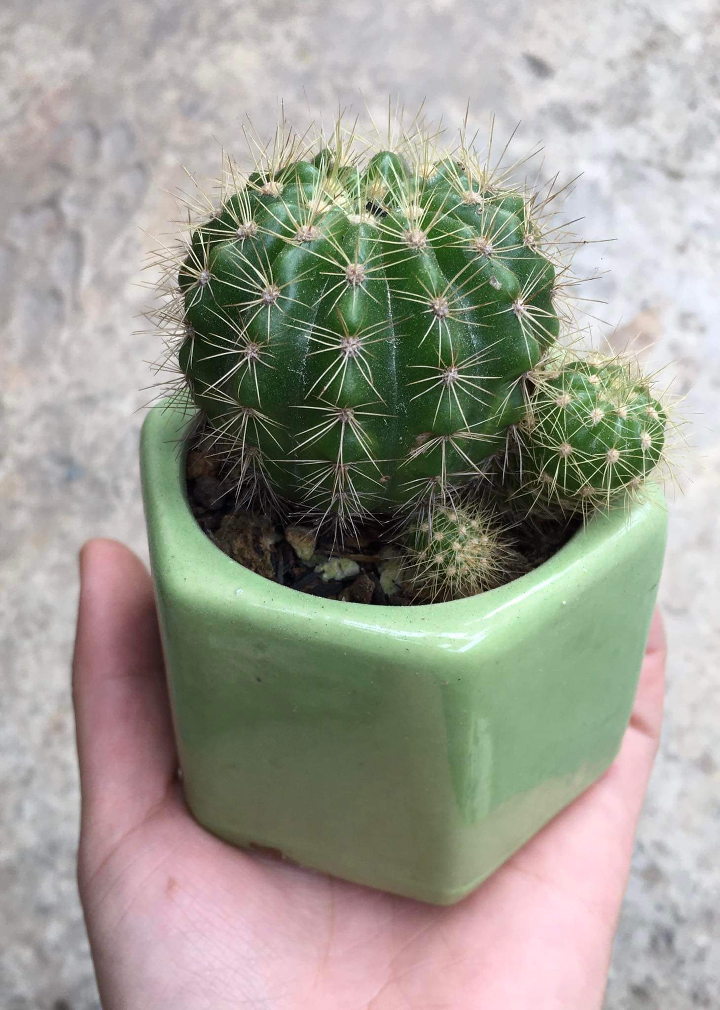 Chậu cây xương rồng bí xanh mini