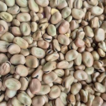 Hạt đậu tằm Úc làm mồi câu chép giòn (đậu răng ngựa- FABA BEAN) 1kg