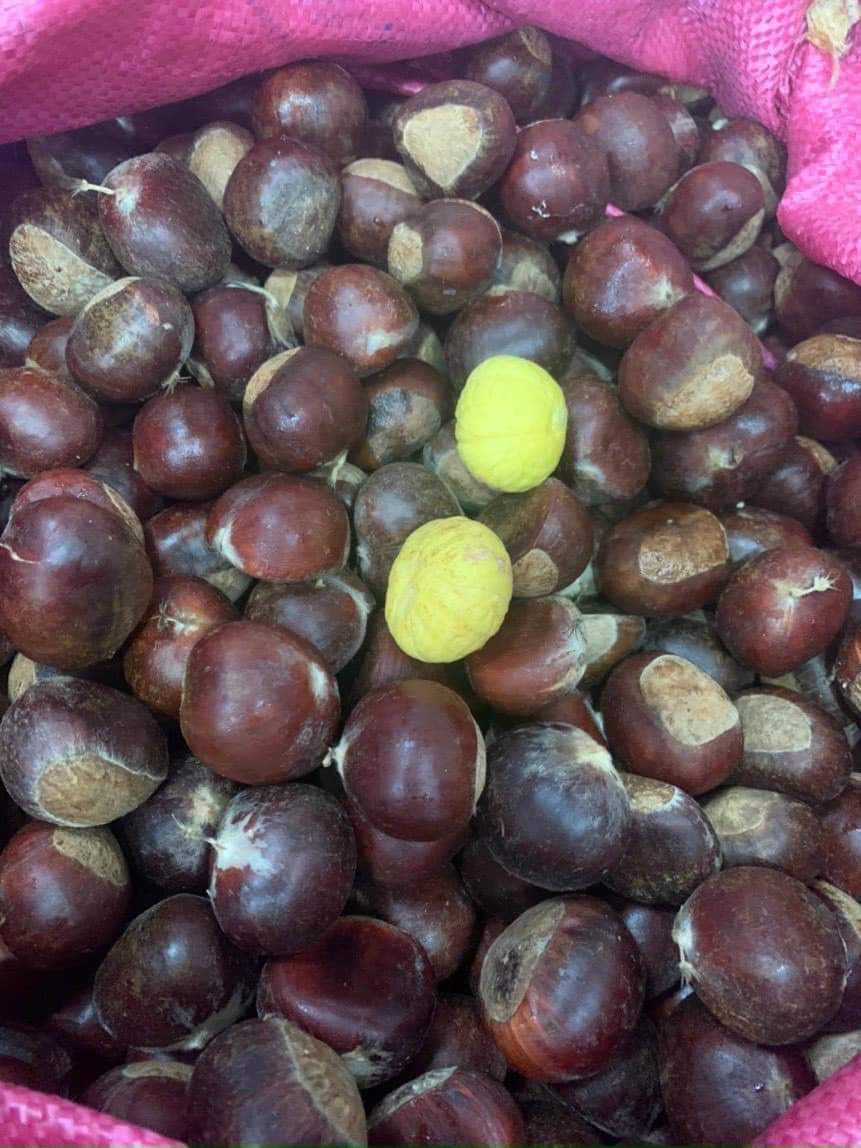 Hạt dẻ Cao Bằng