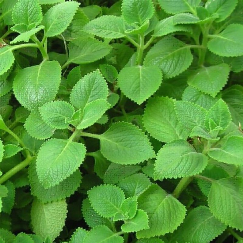 Giống cây húng chanh.(cần dài lá..