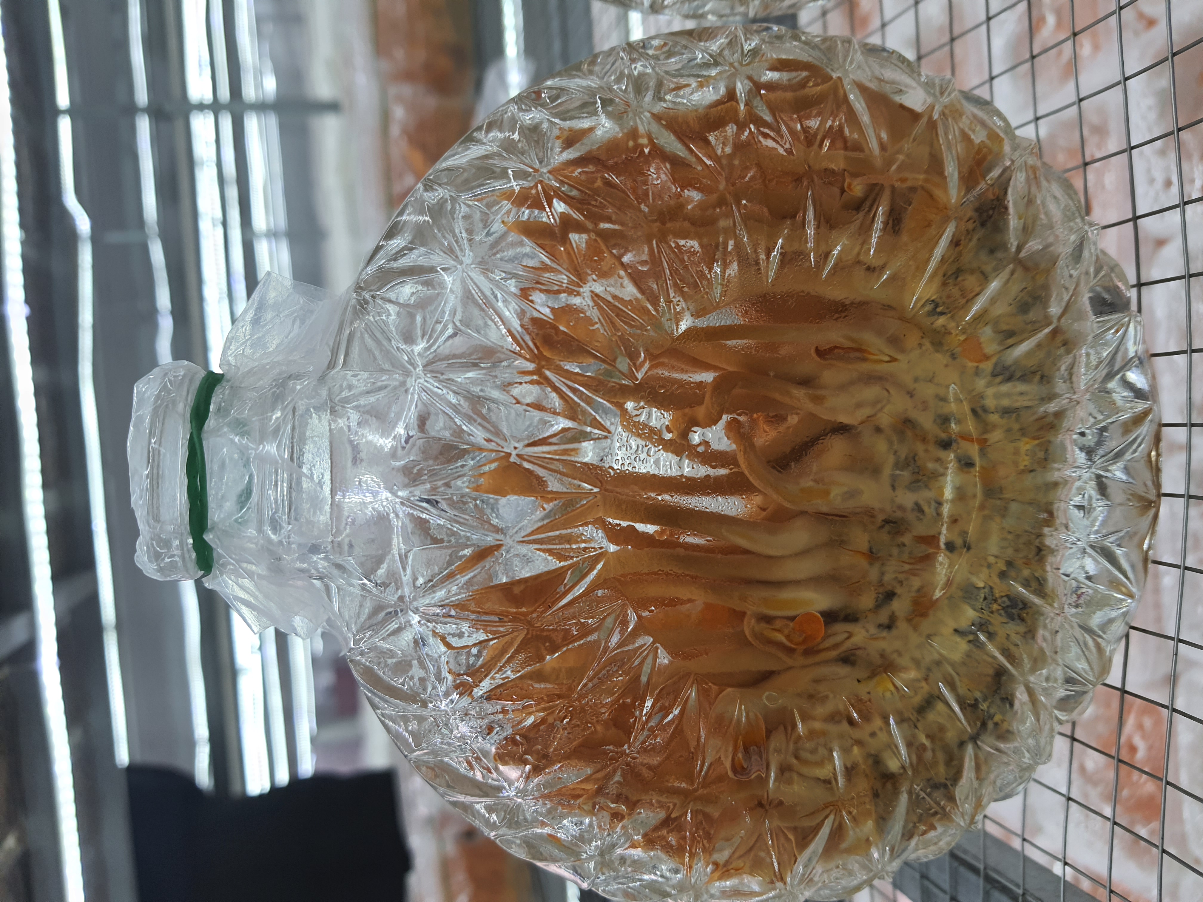Đông trùng hạ thảo nuôi cấy trong chai thủy tinh