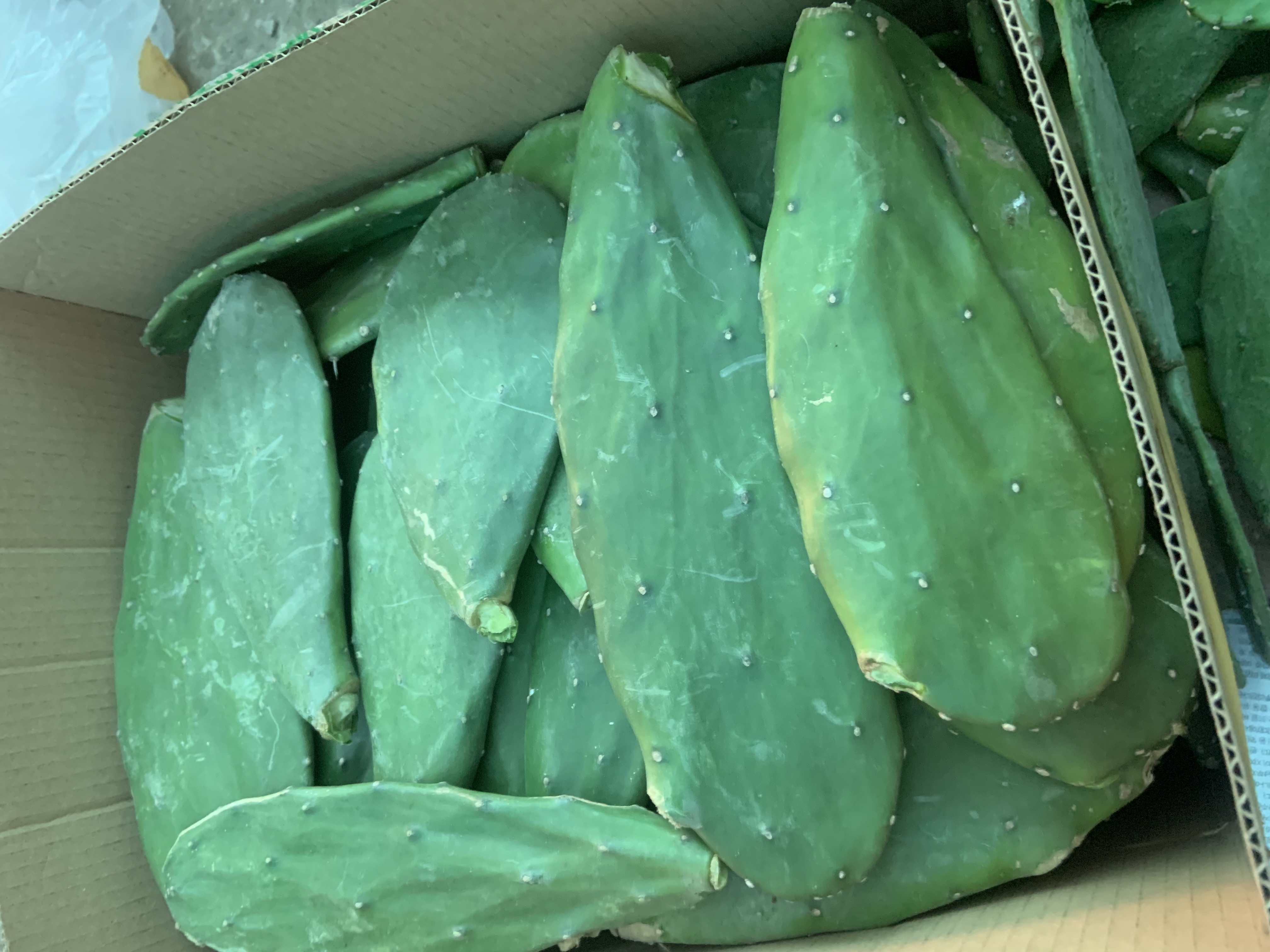 Lá xương rồng tai thỏ - lá già làm giống