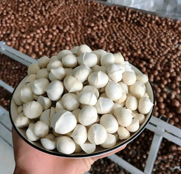 500gr macca nhân nguyên hạt sấy giòn loại 1, mới không hôi dầu