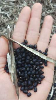 500g - 1KG TRÀ ĐẬU ĐEN GẠO LỨT LÁ DỨA (LÁ NẾP THƠM)