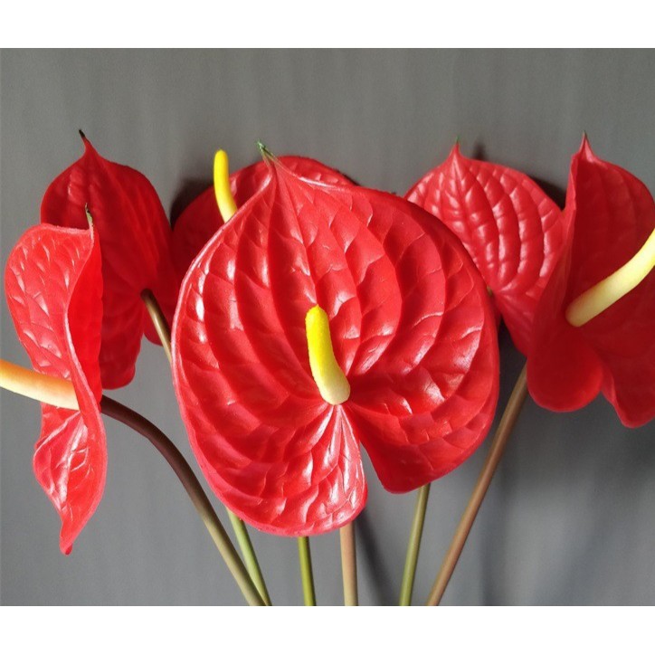 Cành hồng môn đỏ trang trí,hoa hồng môn trang trí