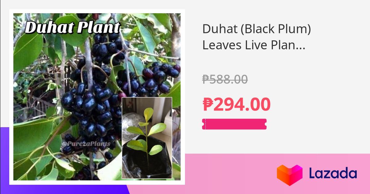 Duhat (Black Plum) Leaves Live Plant Rooted COD Available