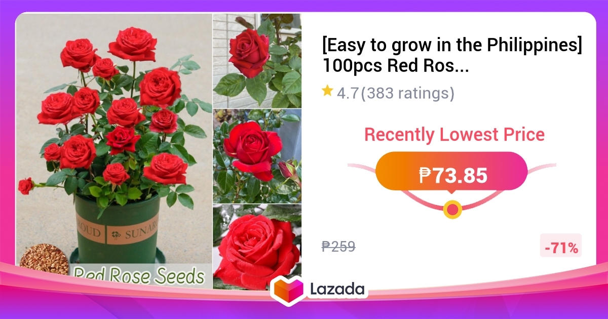 [Easy to grow in the Philippines] 100pcs Red Rose Seeds for Planting ...