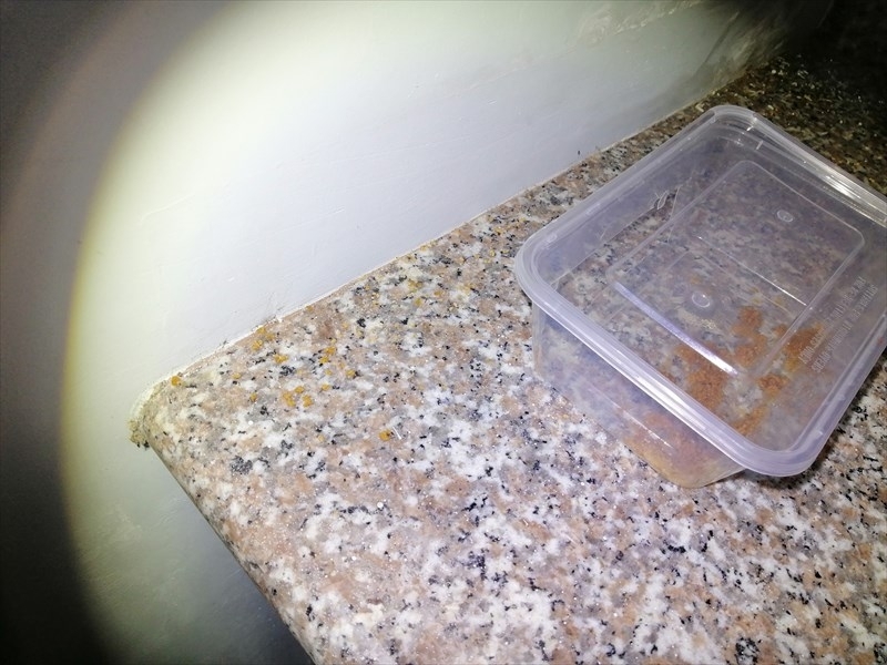 Had To Put An Ant Trap On My Kitchen Counter But Too Scared, 42 OFF