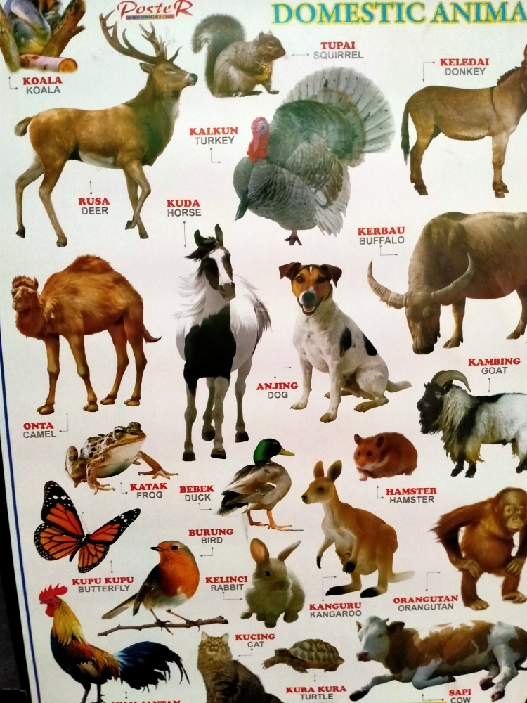 Poster Binatang Jinak Lazada Indonesia