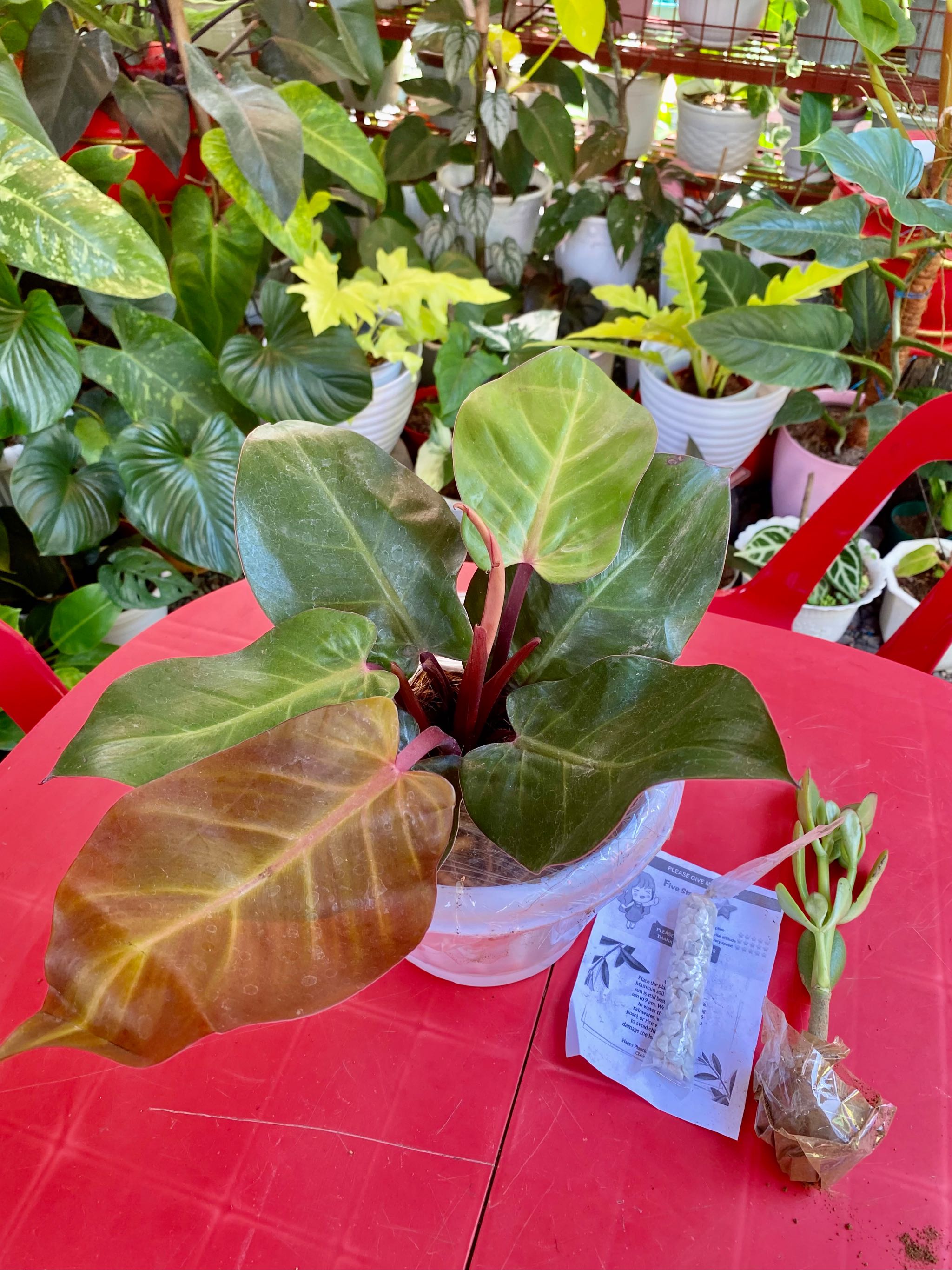 Philodendron Cherry Red (Last 3 Stocks Available) with FREE garden soil,  plastic pot and marble chip pebbles | Lazada PH