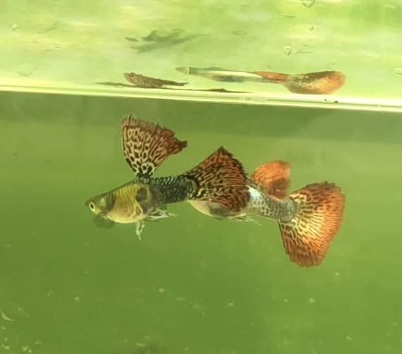 1 TRIO Live Aquarium Guppy Fish - High Quality Red Dragon Big Dorsal (BDS) - Breeding Pair
