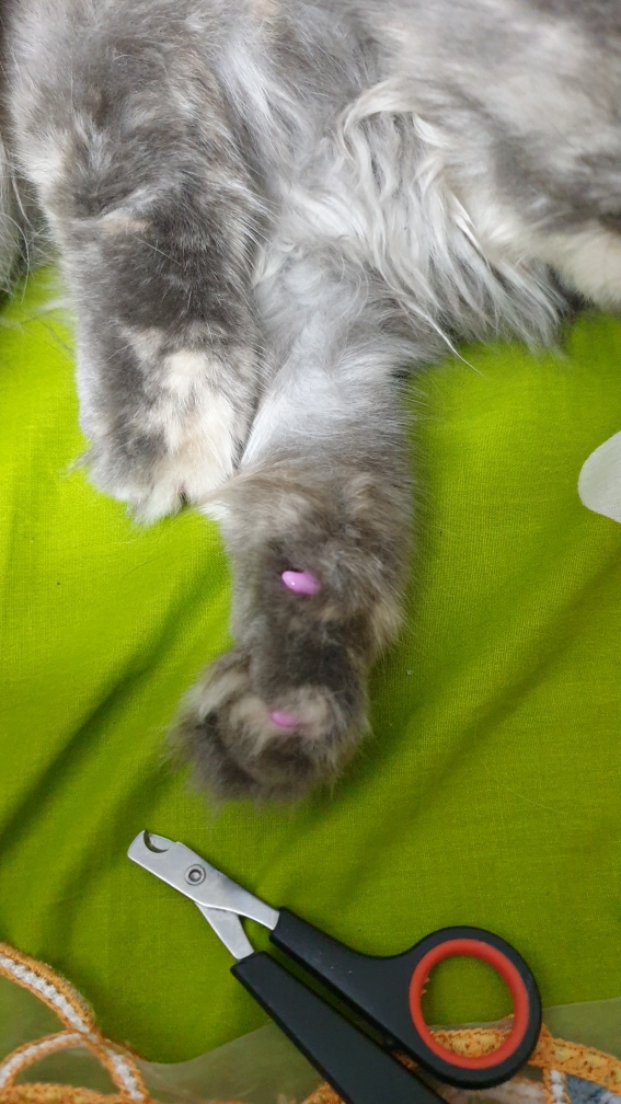 Discover 143+ dog nail caps ceg.edu.vn