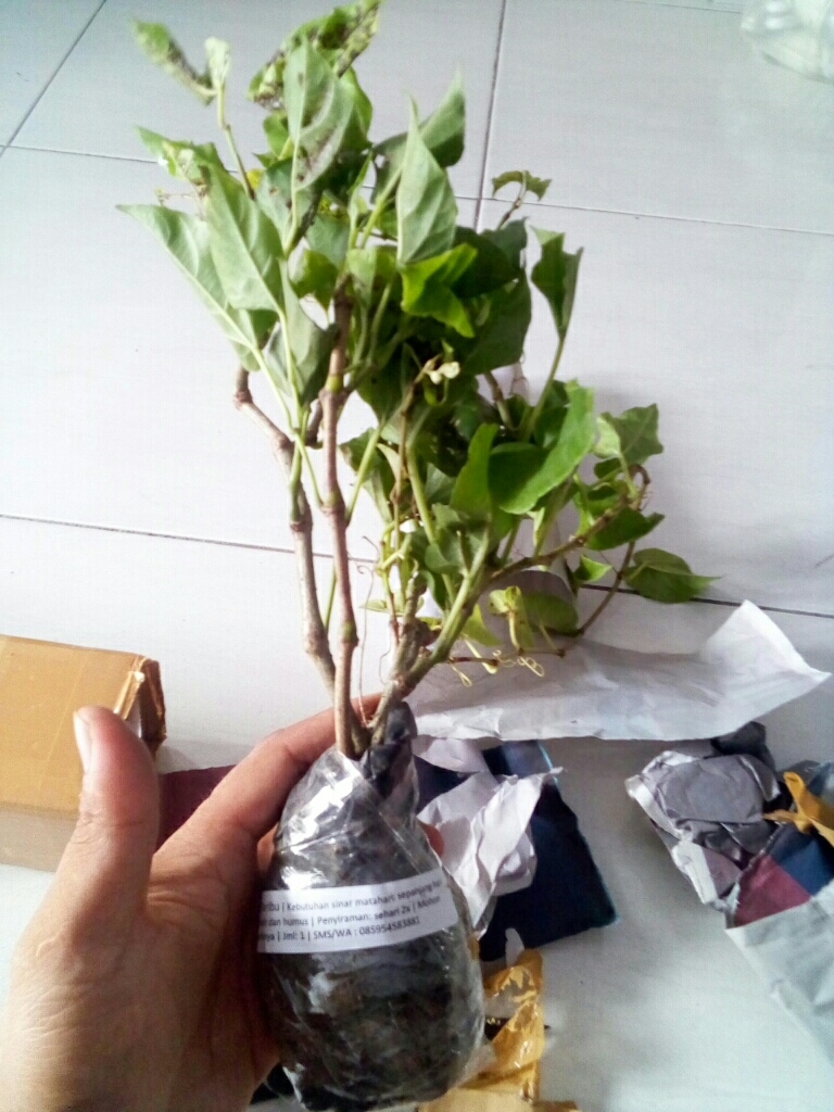 Curtain Ivy Atau Akar Seribu Lazada Indonesia