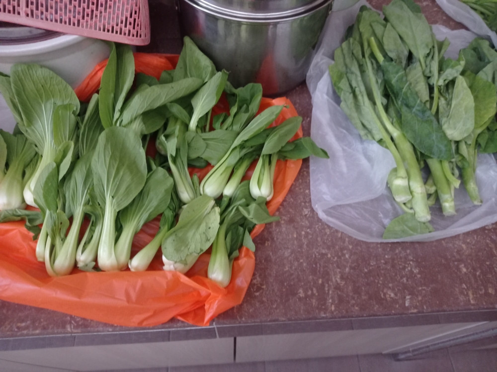Celery (Daun Saderi) ~1kg/pkt  Lazada