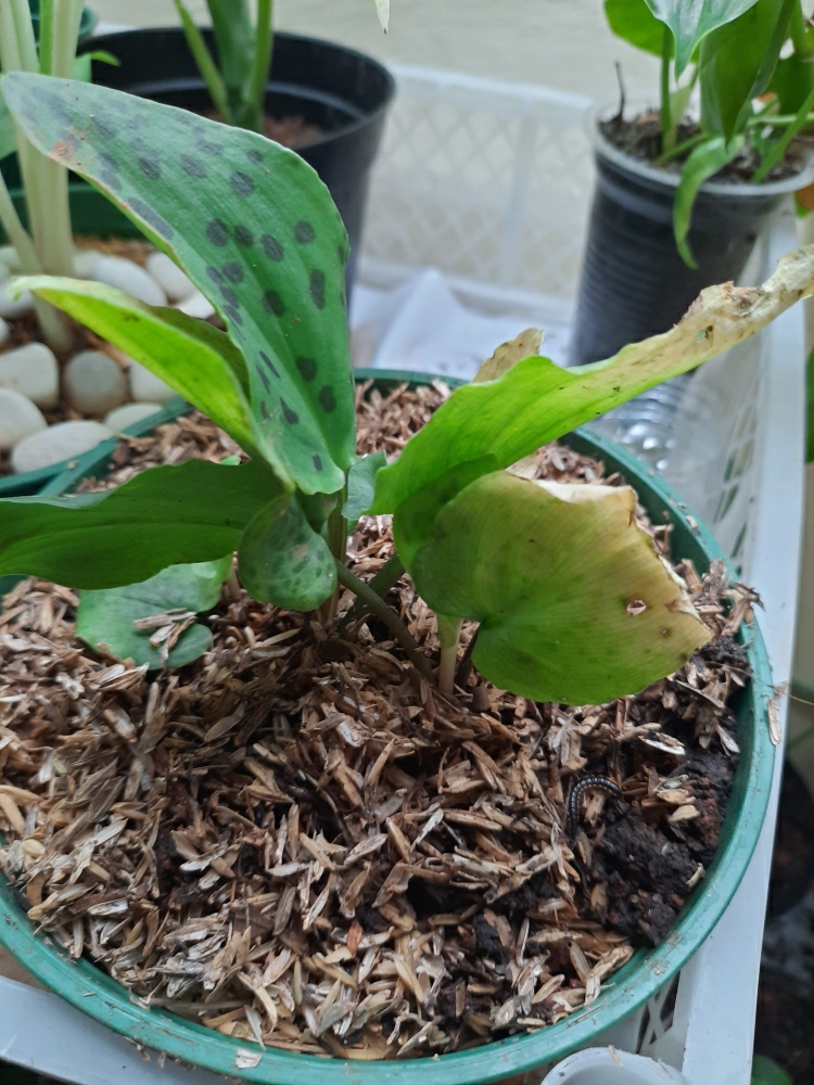 Tanaman Hias Keladi Katak Lazada Indonesia