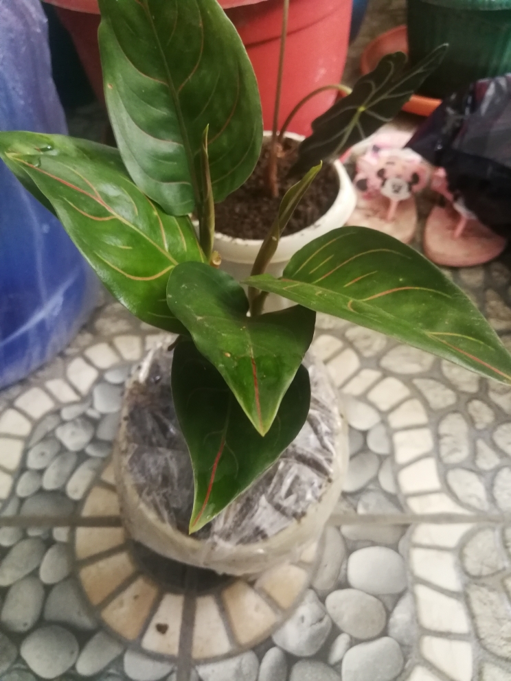 how to water a money tree plant Money Tree Soil main image 0