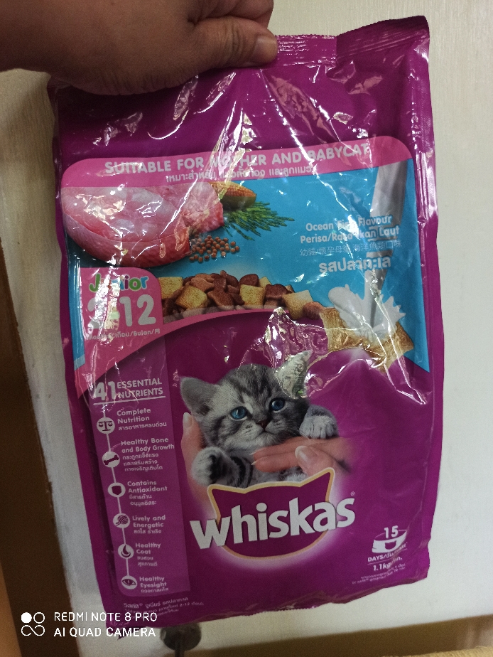 free kittens quad cities