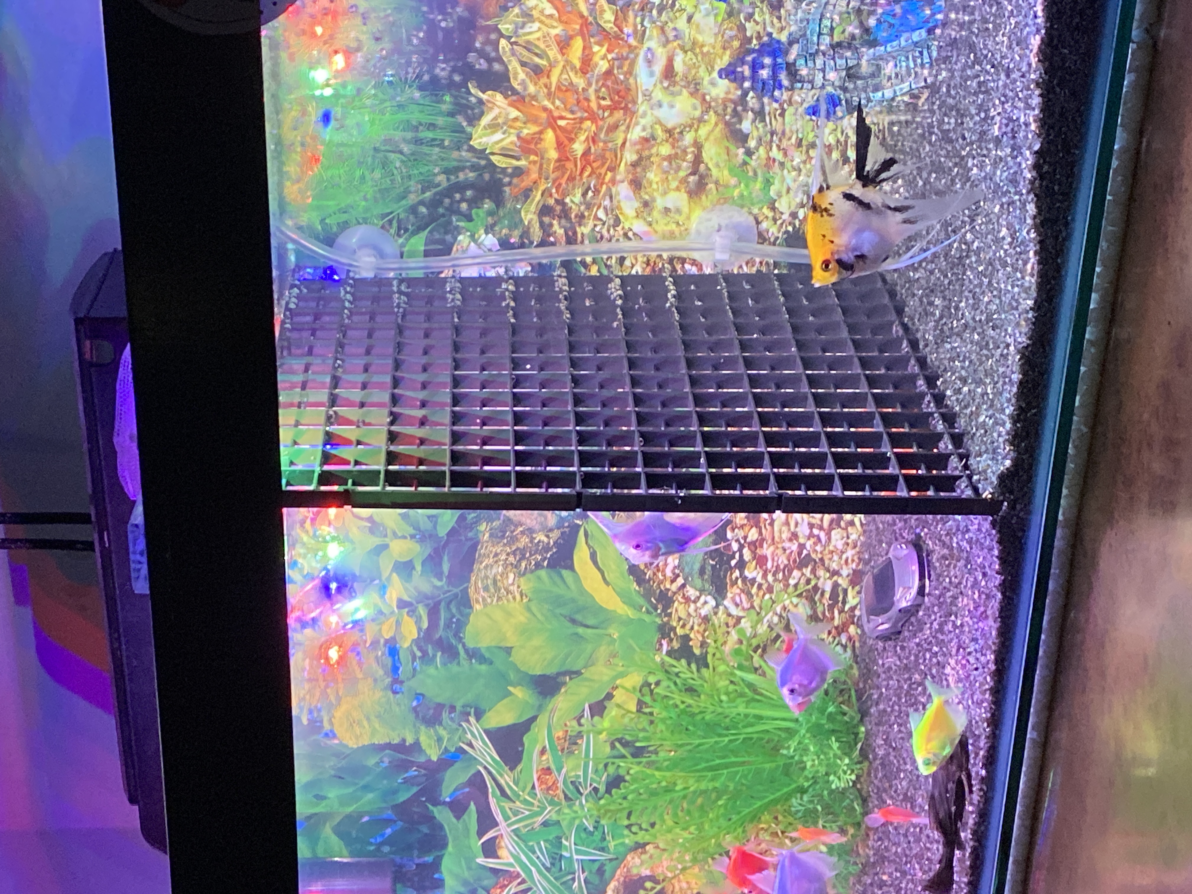 big net dividers for fish tanks Mesh Grid/partition Net/mesh net/ Mesh tray – Veda Aquarium jump Net Fish Tank Animal Plastic Bowls Mesh Screen Are you looking for the right aquarium screen Tank Divider / Bait Cage