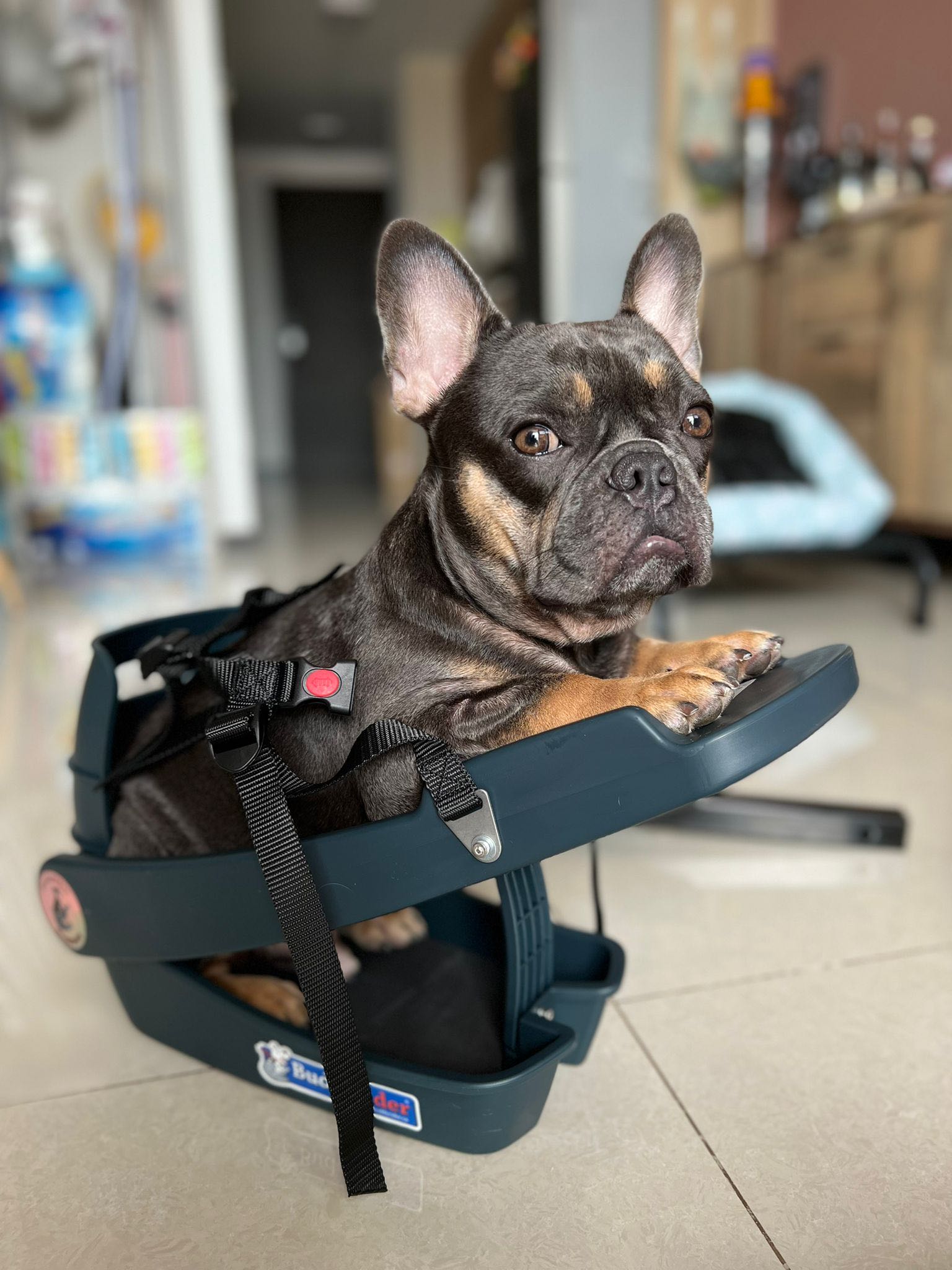 Car Seat For Buddyrider Dog Bike Seat Bicycle Basket Bike Seat For