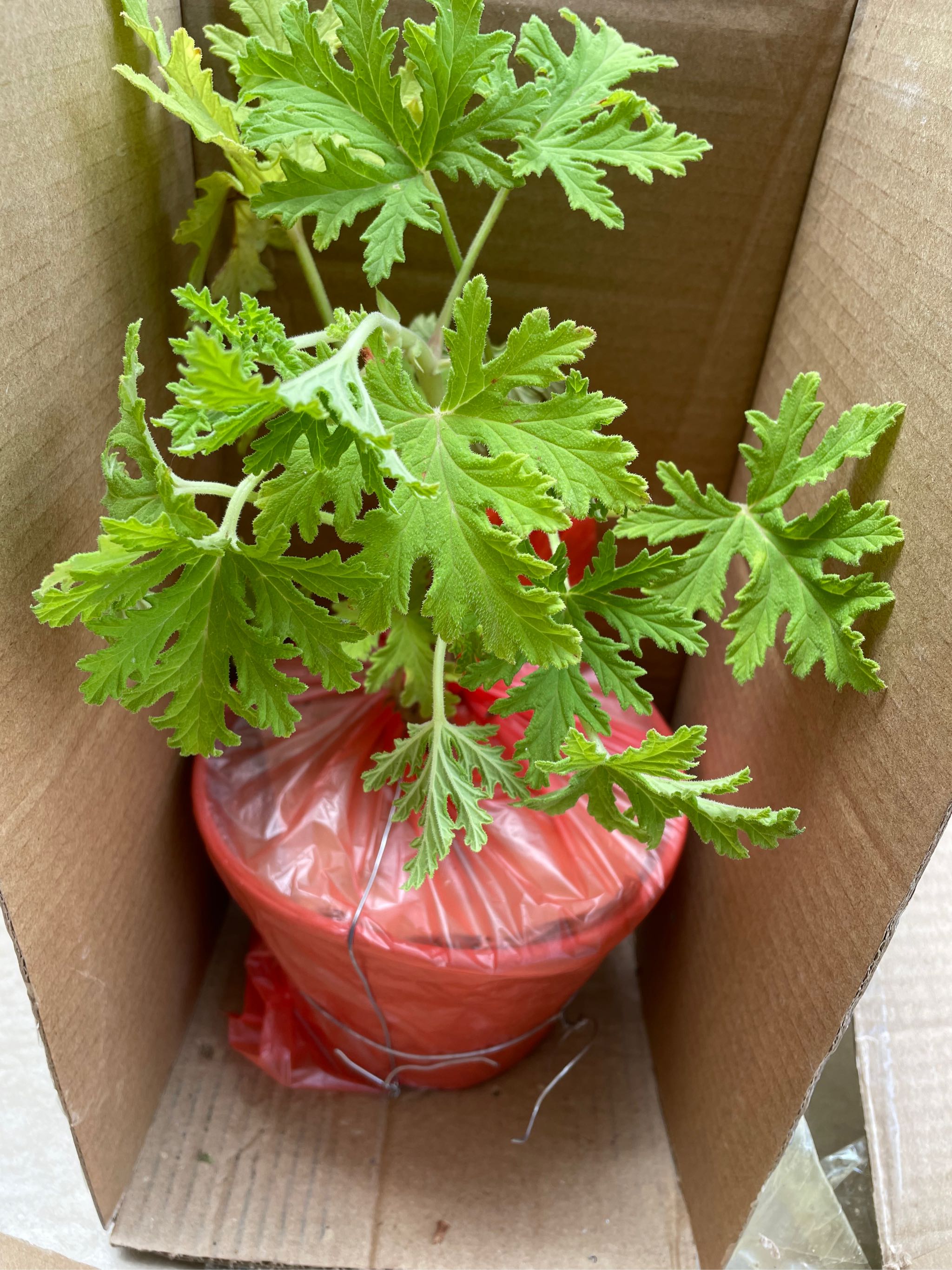 Pelargonium Radula Mosquito Repellant Plant Live Plant Lazada