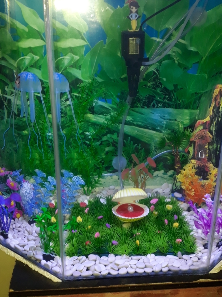 Aquarium Unik Buatan Sendiri - Model Aquarium Hias Yang ...