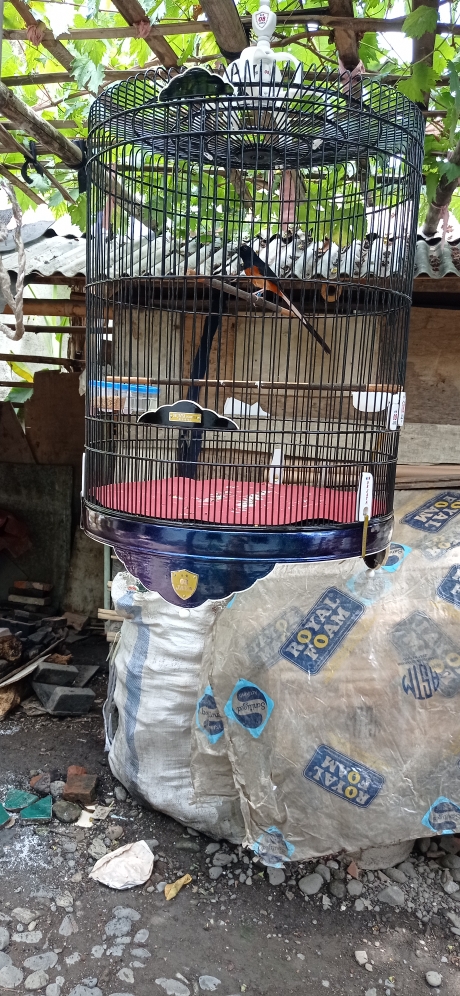 Cat Semprot - Pilok Miracle Blue Violet 821 Shogun Z - Pilox Bunglon |  Lazada Indonesia