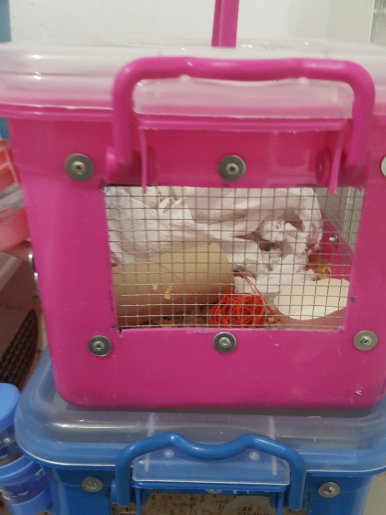 Guinea pig bin outlet cage