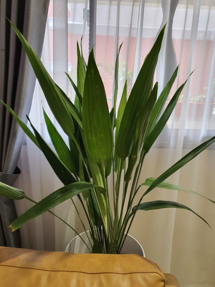 SG Store] Lance Dracaena (0.6m approximately), Dracaena thalioides |  Lazada Singapore
