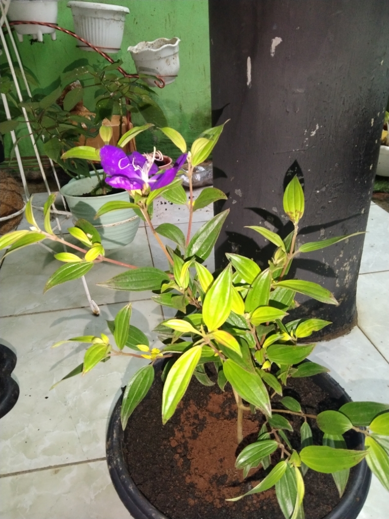 Senggani Taibo China Lazada Indonesia