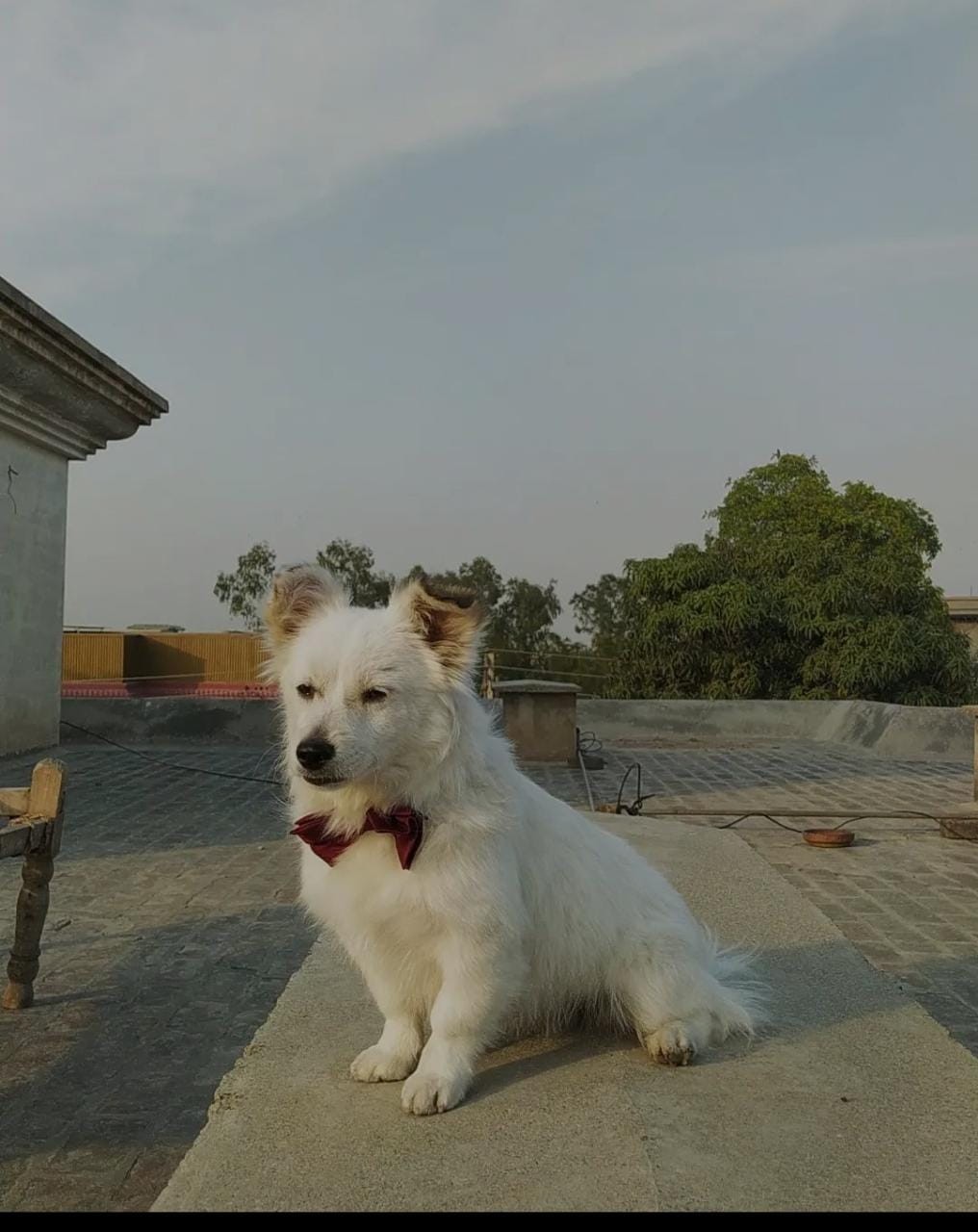 Ecotik Medicated Dog Cat Shampoo 120ml