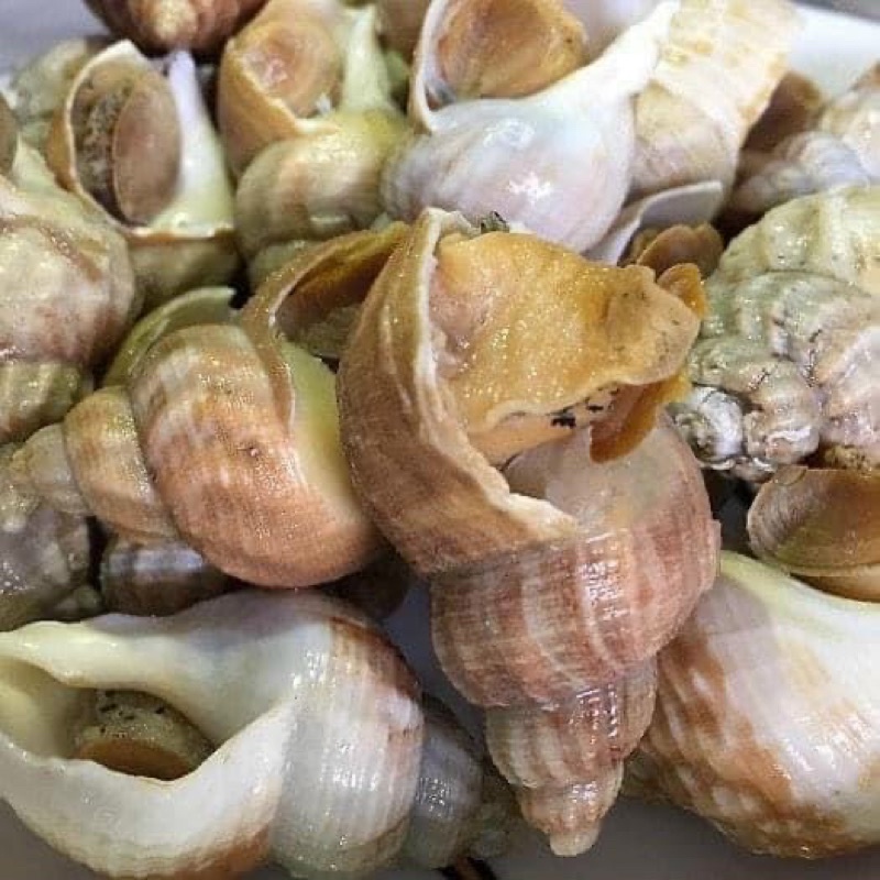 Ốc BULOT pháp vĩ 500gr size 10-20 (giao tphcm)